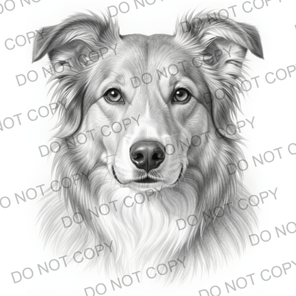 Sketchy Australian Sheepdog (limited to 15)