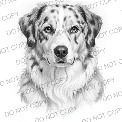Sketchy Australian Sheepdog (limited to 15)