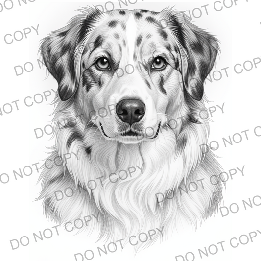 Sketchy Australian Sheepdog (limited to 15)