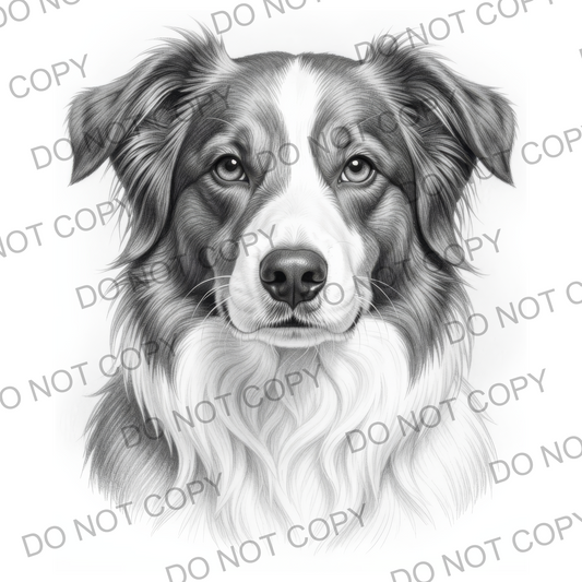 Sketchy Border Collie (limited to 15)