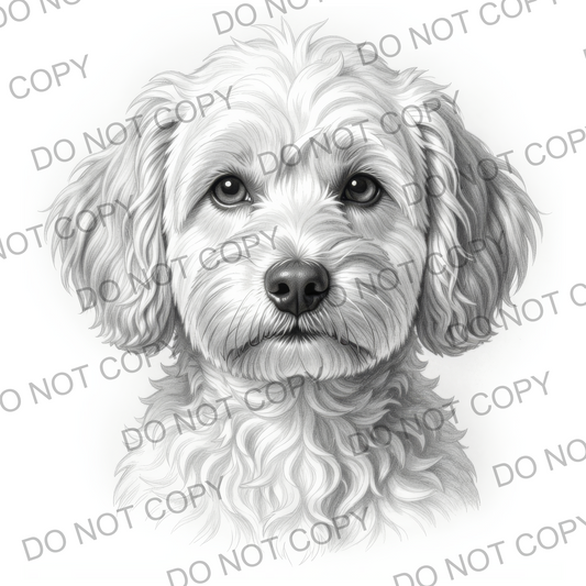 Sketchy Cavapoo (limited to 15)