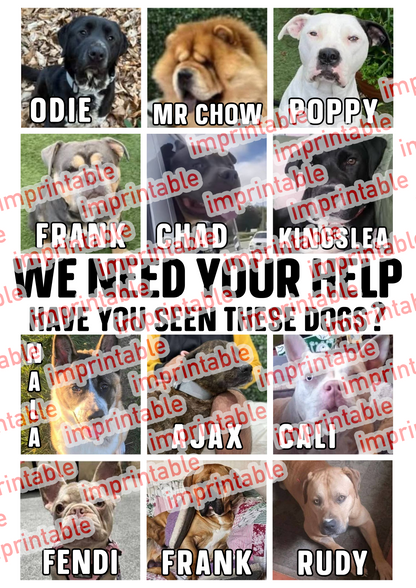 Save a Paw Missing Dogs T-Shirt