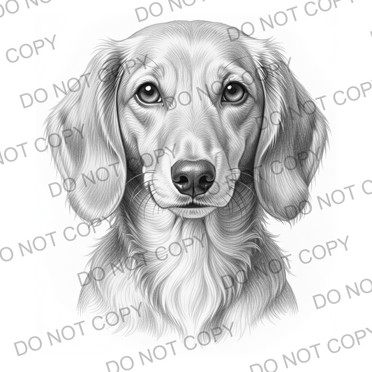 Sketchy Dachshund (limited to 15)