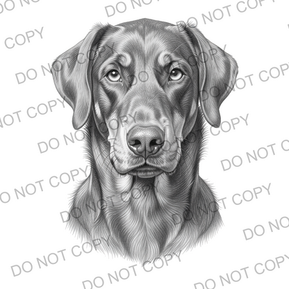 Sketchy Doberman (limited to 15)