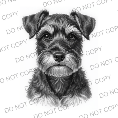 Sketchy Miniature Schnauzer (limited to 15)
