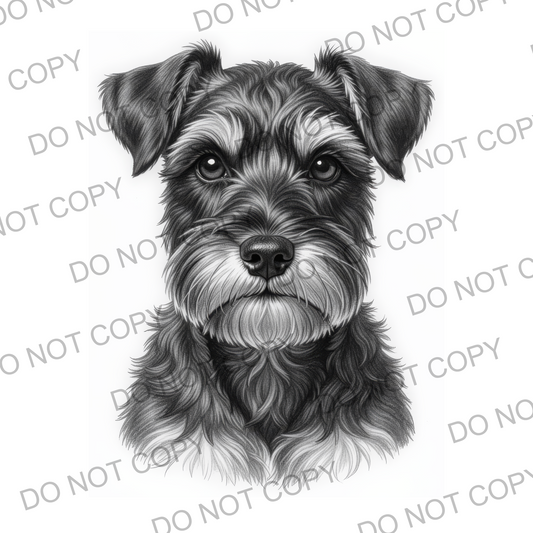 Sketchy Miniature Schnauzer (limited to 15)