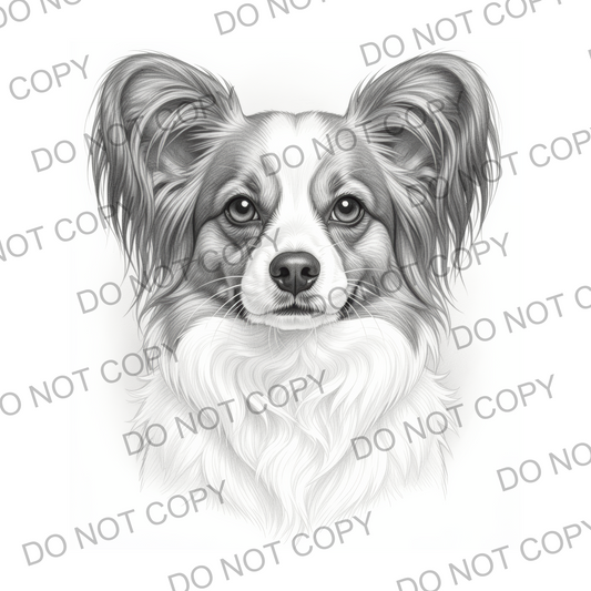 Sketchy Papillon (limited to 15)