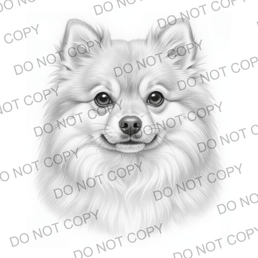 Sketchy Pomeranian (limited to 15)