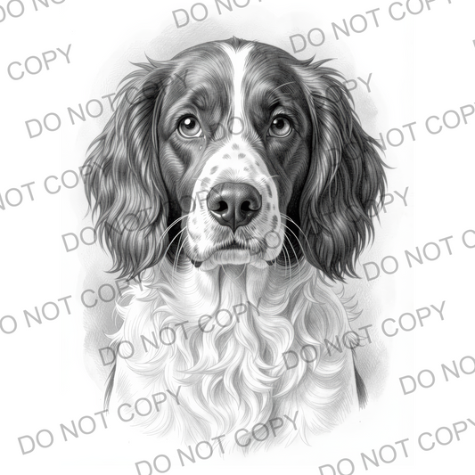 Sketchy Springer Spaniel (limited to 15)