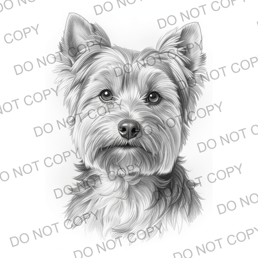 Sketchy Yorkshire Terrier (limited to 15)